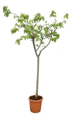 Cydonia Oblonga Pot Ø 36 Cm [pallet] -Planten Winkel 1510612777