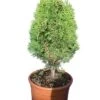Thuja Orientalis Aurea Nana - Totale Hoogte 60-80 Cm - Pot Ø 32 Cm -Planten Winkel 1566787609