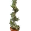 Olea Europaea Spiraal - Totale Hoogte 240+ Cm - Pot Ø 40cm [pallet] -Planten Winkel 1782483057