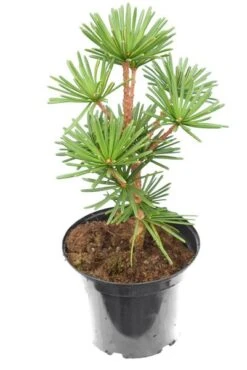 Sciadopitys Verticillata Sternschnuppe - Pot 3 Ltr