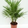 Chamaerops Humilis - Totale Hoogte 80-100 Cm - Pot Ø 21 Cm
