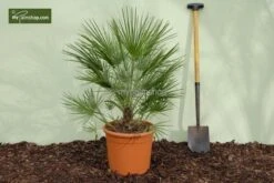 Chamaerops Humilis - Totale Hoogte 80-100 Cm - Pot Ø 21 Cm 6 Chamaerops Humilis - Totale Hoogte 80-100 Cm - Pot Ø 21 Cm -Planten Winkel 1797427287