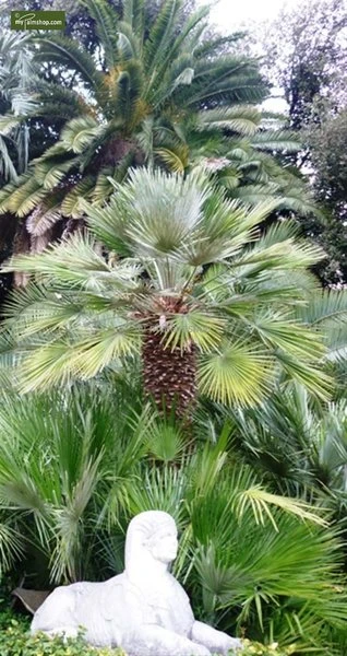 Chamaerops Humilis - Totale Hoogte 80-100 Cm - Pot Ø 21 Cm 5 Chamaerops Humilis - Totale Hoogte 80-100 Cm - Pot Ø 21 Cm - Afbeelding 3