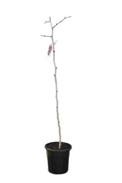 Ziziphus Sativa - Pot Ø 25 Cm -Planten Winkel 1801060980