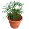 Sciadopitys Verticilata - Totale Hoogte 30-40 Cm - Pot Ø 19 Cm -Planten Winkel 1801532172