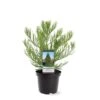Sequoiadendron Giganteum - Pot 5 Ltr -Planten Winkel 1802263059