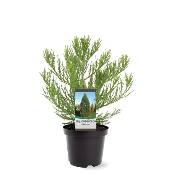 Sequoiadendron Giganteum - Pot 5 Ltr 3 Sequoiadendron Giganteum - Pot 5 Ltr
