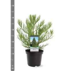 Sequoiadendron Giganteum - Pot 5 Ltr 13 Sequoiadendron Giganteum - Pot 5 Ltr -Planten Winkel 1802263062