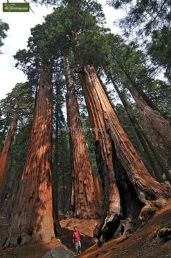 Sequoiadendron Giganteum - Pot 5 Ltr 14 Sequoiadendron Giganteum - Pot 5 Ltr -Planten Winkel 1802263065