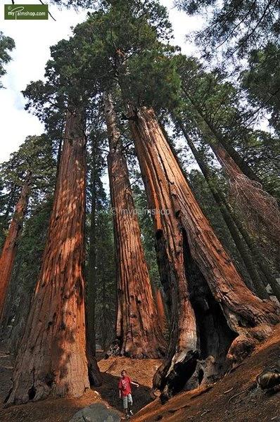 Sequoiadendron Giganteum - Pot 5 Ltr 5 Sequoiadendron Giganteum - Pot 5 Ltr - Afbeelding 3