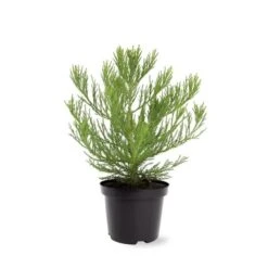 Sequoiadendron Giganteum - Pot 5 Ltr 15 Sequoiadendron Giganteum - Pot 5 Ltr -Planten Winkel 1802263068