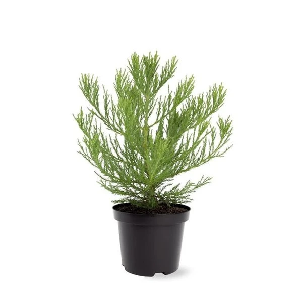 Sequoiadendron Giganteum - Pot 5 Ltr 6 Sequoiadendron Giganteum - Pot 5 Ltr - Afbeelding 4
