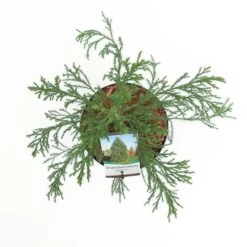 Sequoiadendron Giganteum - Pot 5 Ltr 16 Sequoiadendron Giganteum - Pot 5 Ltr -Planten Winkel 1802263071