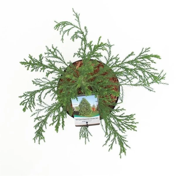 Sequoiadendron Giganteum - Pot 5 Ltr 7 Sequoiadendron Giganteum - Pot 5 Ltr - Afbeelding 5