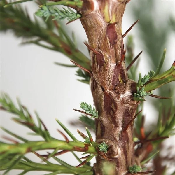 Sequoiadendron Giganteum - Pot 5 Ltr 8 Sequoiadendron Giganteum - Pot 5 Ltr - Afbeelding 6