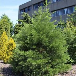 Sequoiadendron Giganteum - Pot 5 Ltr 19 Sequoiadendron Giganteum - Pot 5 Ltr -Planten Winkel 1802263080