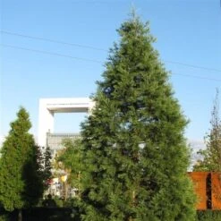 Sequoiadendron Giganteum - Pot 5 Ltr 20 Sequoiadendron Giganteum - Pot 5 Ltr -Planten Winkel 1802263083