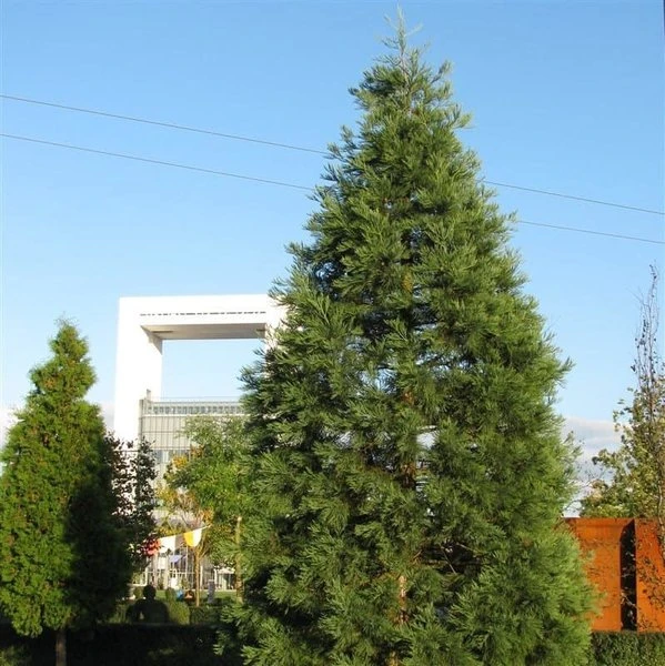Sequoiadendron Giganteum - Pot 5 Ltr 11 Sequoiadendron Giganteum - Pot 5 Ltr - Afbeelding 9