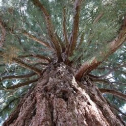 Sequoiadendron Giganteum - Pot 5 Ltr 21 Sequoiadendron Giganteum - Pot 5 Ltr -Planten Winkel 1802263086