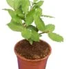 Laurus Nobilis - Totale Hoogte 40-60 Cm - Pot Ø 23 Cm -Planten Winkel 1804043388