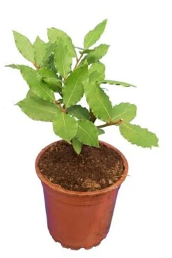 Laurus Nobilis - Totale Hoogte 40-60 Cm - Pot Ø 23 Cm