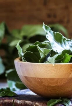 Laurus Nobilis - Totale Hoogte 40-60 Cm - Pot Ø 23 Cm -Planten Winkel 1804043391