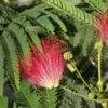 Albizia Julibrissin Rouge - Totale Hoogte 70-90 - Pot Ø 22 Cm -Planten Winkel 1804775706