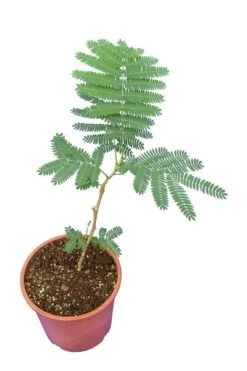 Albizia Julibrissin Rouge - Totale Hoogte 70-90 - Pot Ø 22 Cm -Planten Winkel 1804775709