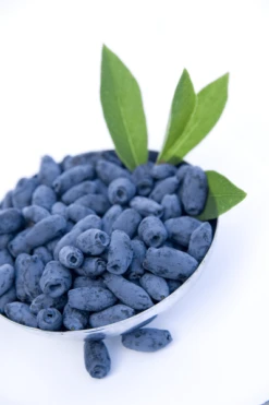 Lonicera Kamtschatica Sinoglaska - Pot 2 Ltr -Planten Winkel 1810772802