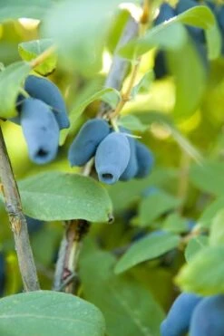 Lonicera Kamtschatica Sinoglaska - Pot 2 Ltr -Planten Winkel 1810772805