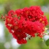 Lagerstroemia Indica Best Red - Stam 80-100 Cm - Totale Hoogte 220+ Cm - Pot Ø 32 Cm [pallet] -Planten Winkel 1818121581