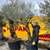 Olea Europaea - Stam 90-110 Cm - Stamomtrek 50-70 Cm [pallet] -Planten Winkel 1868333790