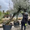 Olea Europaea - Stam 200-225 Cm - Stamomtrek 90-110 Cm [pallet]