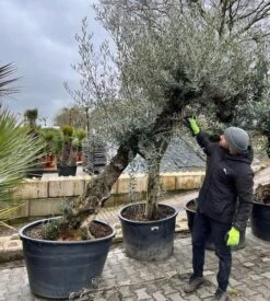 Olea Europaea - Stam 200-225 Cm - Stamomtrek 90-110 Cm [pallet]