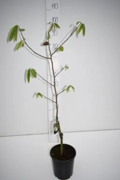 Asimina Triloba Sunflower - Totale Hoogte 80-100 Cm - 2 Ltr Pot -Planten Winkel 1872608898