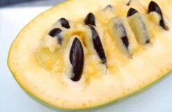 Asimina Triloba Overlese - Totale Hoogte 80+ Cm - 2 Ltr Pot -Planten Winkel 1872611124