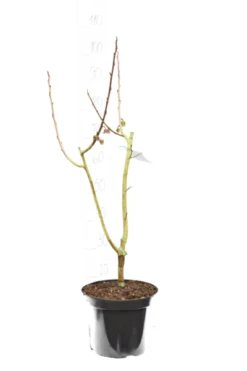 Asimina Triloba Davis - Totale Hoogte 80+ Cm - 2 Ltr Pot -Planten Winkel 1872611682