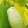Asimina Triloba Sweet Alice - Totale Hoogte 80+ Cm - 2 Ltr Pot -Planten Winkel 1872613803