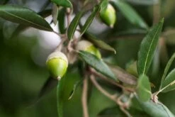 Quercus Ilex - Totale Hoogte 140+ Cm - Pot Ø 26 Cm -Planten Winkel 1875126933