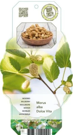 Morus Alba Dolce Vita - Pot 2 Ltr -Planten Winkel 1875164469