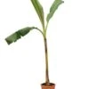 Musa Dajiao Fat Trunk Pot Ø 24 Cm -Planten Winkel 1886320281