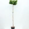 Ginkgo Biloba Op Stam - Totale Hoogte 200+ Cm - Pot 18 Ltr [pallet] -Planten Winkel 1895483061