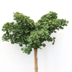 Ginkgo Biloba Op Stam - Totale Hoogte 200+ Cm - Pot 18 Ltr [pallet] -Planten Winkel 1895483064