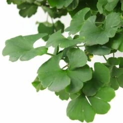 Ginkgo Biloba Op Stam - Totale Hoogte 200+ Cm - Pot 18 Ltr [pallet] -Planten Winkel 1895483067