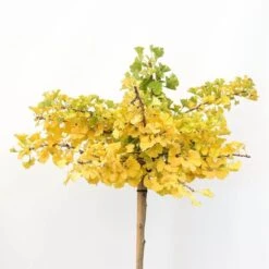 Ginkgo Biloba Op Stam - Totale Hoogte 200+ Cm - Pot 18 Ltr [pallet] -Planten Winkel 1895483070