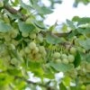 Ginkgo Biloba Sp. Menhir 3 Ltr. -Planten Winkel 1895484396