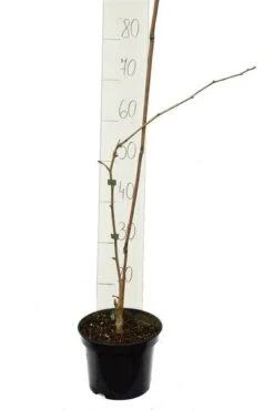 Ginkgo Biloba Sp. Menhir 3 Ltr. -Planten Winkel 1895484399