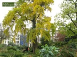 Ginkgo Biloba Sp. Menhir 3 Ltr. -Planten Winkel 1895484402