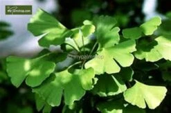 Ginkgo Biloba Sp. Menhir 3 Ltr. -Planten Winkel 1895484405