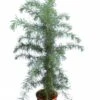 Cedrus Deodara - Totale Hoogte 90-110 Cm - Pot Ø 23 Cm -Planten Winkel 1907065758